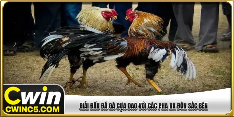 Giải đấu đá gà cựa dao với các pha ra đòn sắc bén