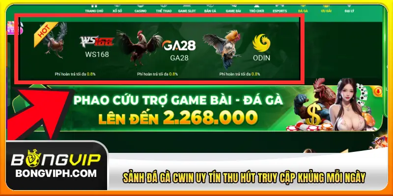 Sảnh đá gà CWIN uy tín thu hút truy cập khủng mỗi ngày